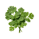 Coriander