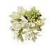 Tuberose